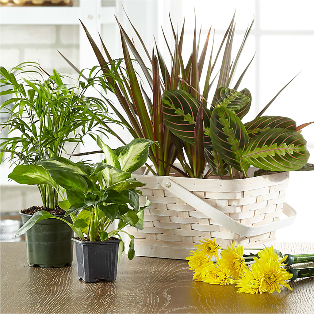 Florist Designed Blooming and Green Plants in a Basket – Kay Penny Florist, Hamilton ON