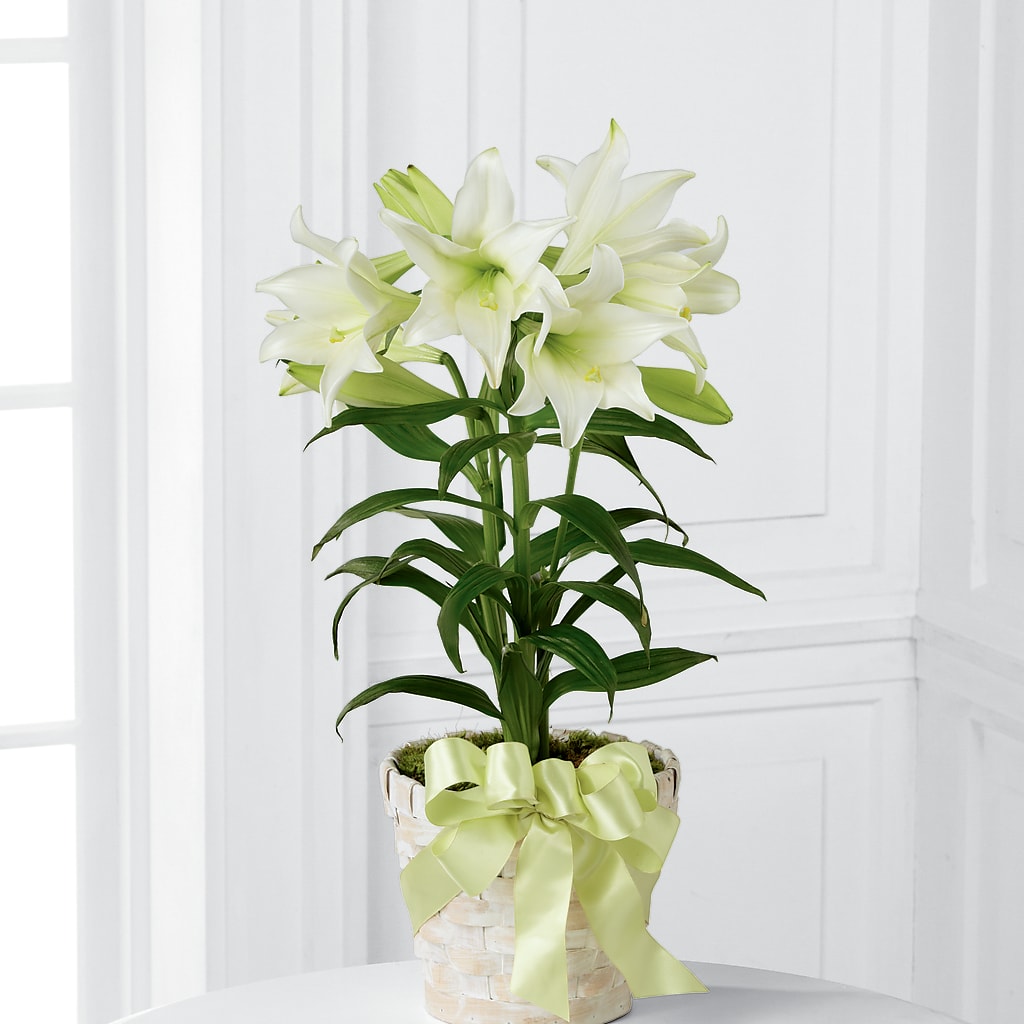 Easter Lily Plant – Kay Penny Florist, Hamilton ON
