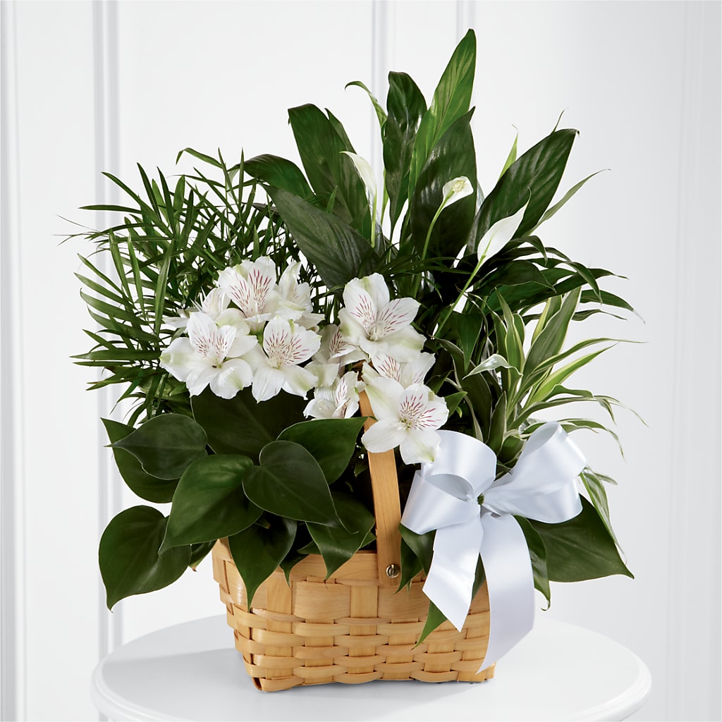 Peace & Serenity Dishgarden – Kay Penny Florist, Hamilton ON