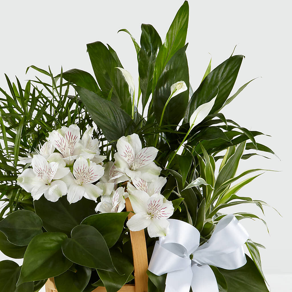 Peace & Serenity Dishgarden – Kay Penny Florist, Hamilton ON