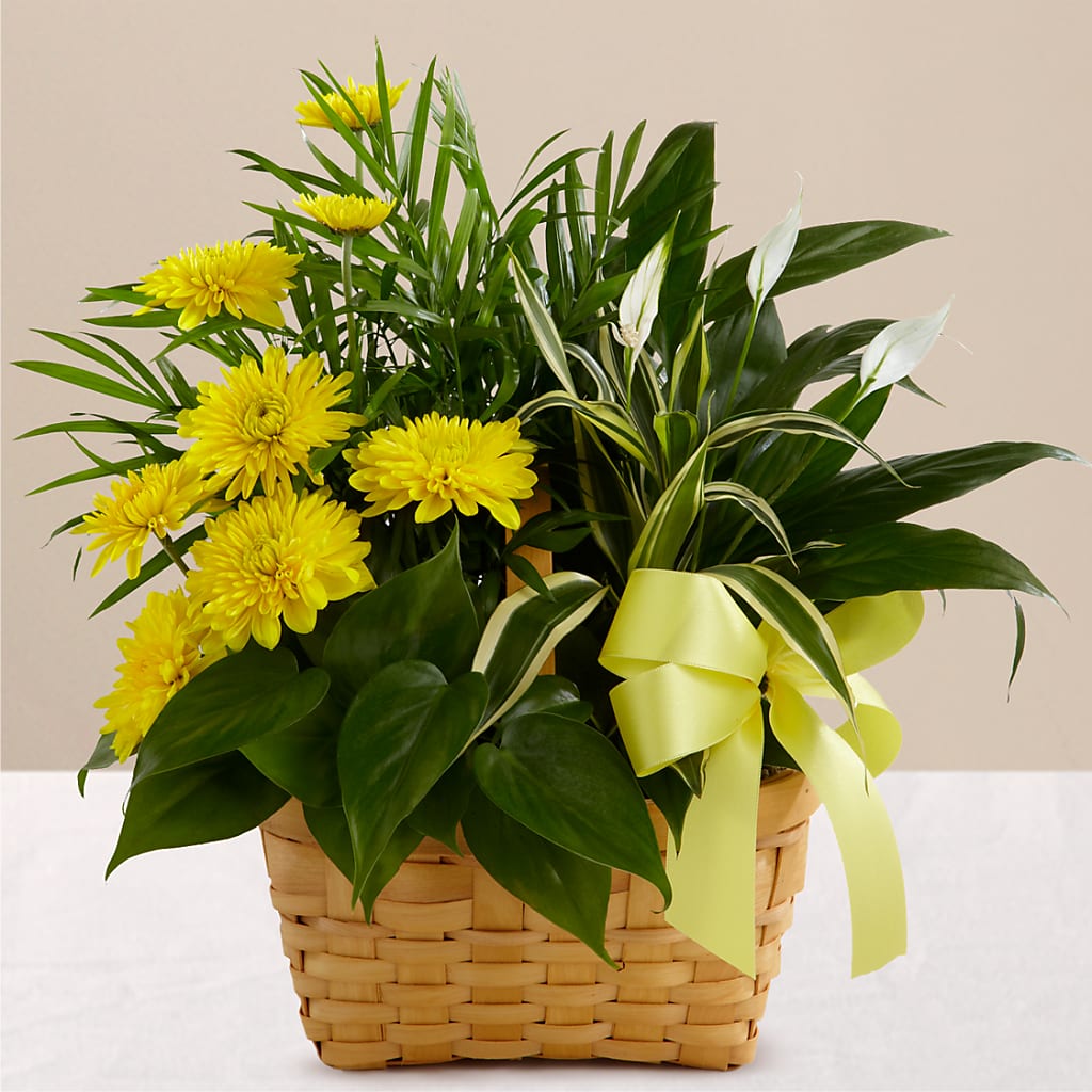 Loving Light Dishgarden – Kay Penny Florist, Hamilton ON