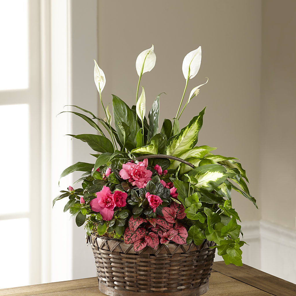 Dream in Pink Dishgarden – Kay Penny Florist, Hamilton ON