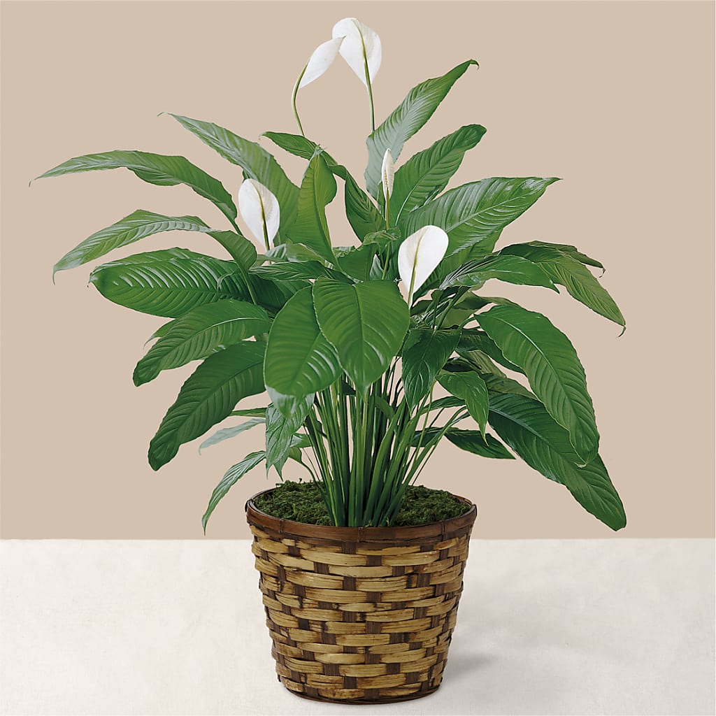 Tranquil Moments Peace Lily Plant – Kay Penny Florist, Hamilton ON