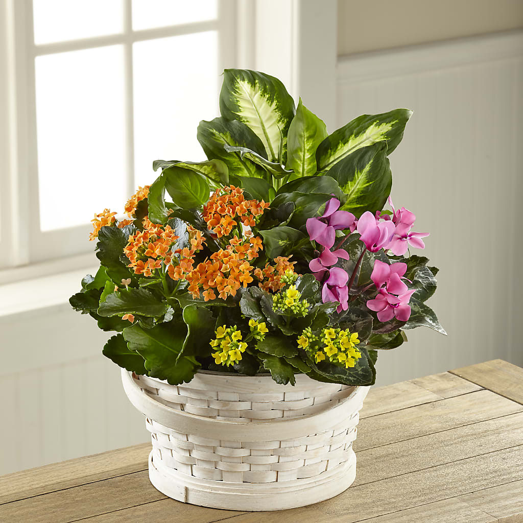 Color Crush Dishgarden – Kay Penny Florist, Hamilton ON
