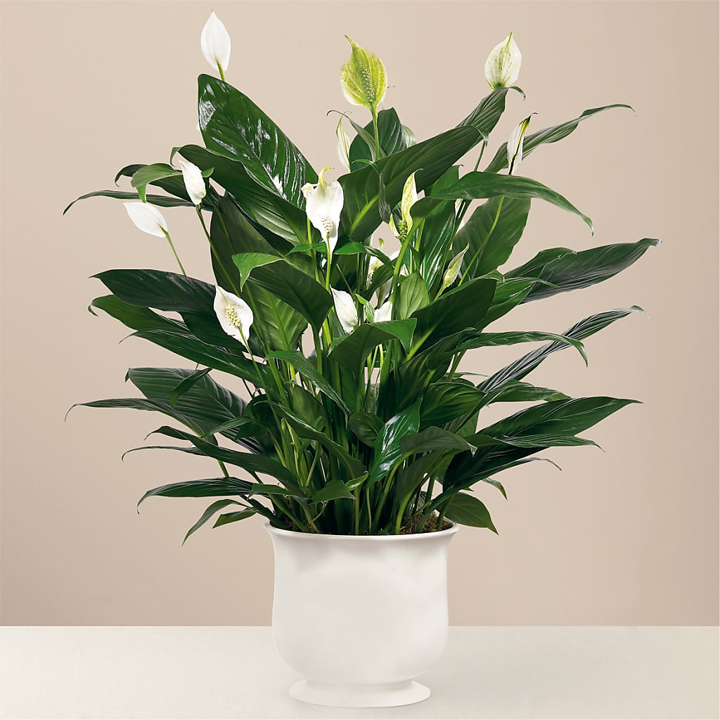 Comfort Planter – Kay Penny Florist, Hamilton ON