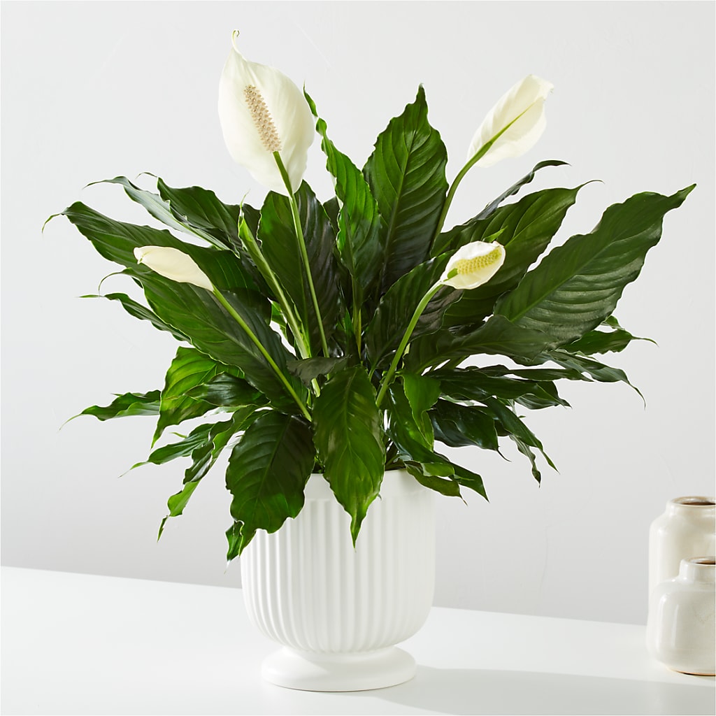 Comfort Planter – Kay Penny Florist, Hamilton ON