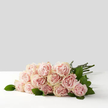 Long Stem Light Pink Roses – Kay Penny Florist, Hamilton ON