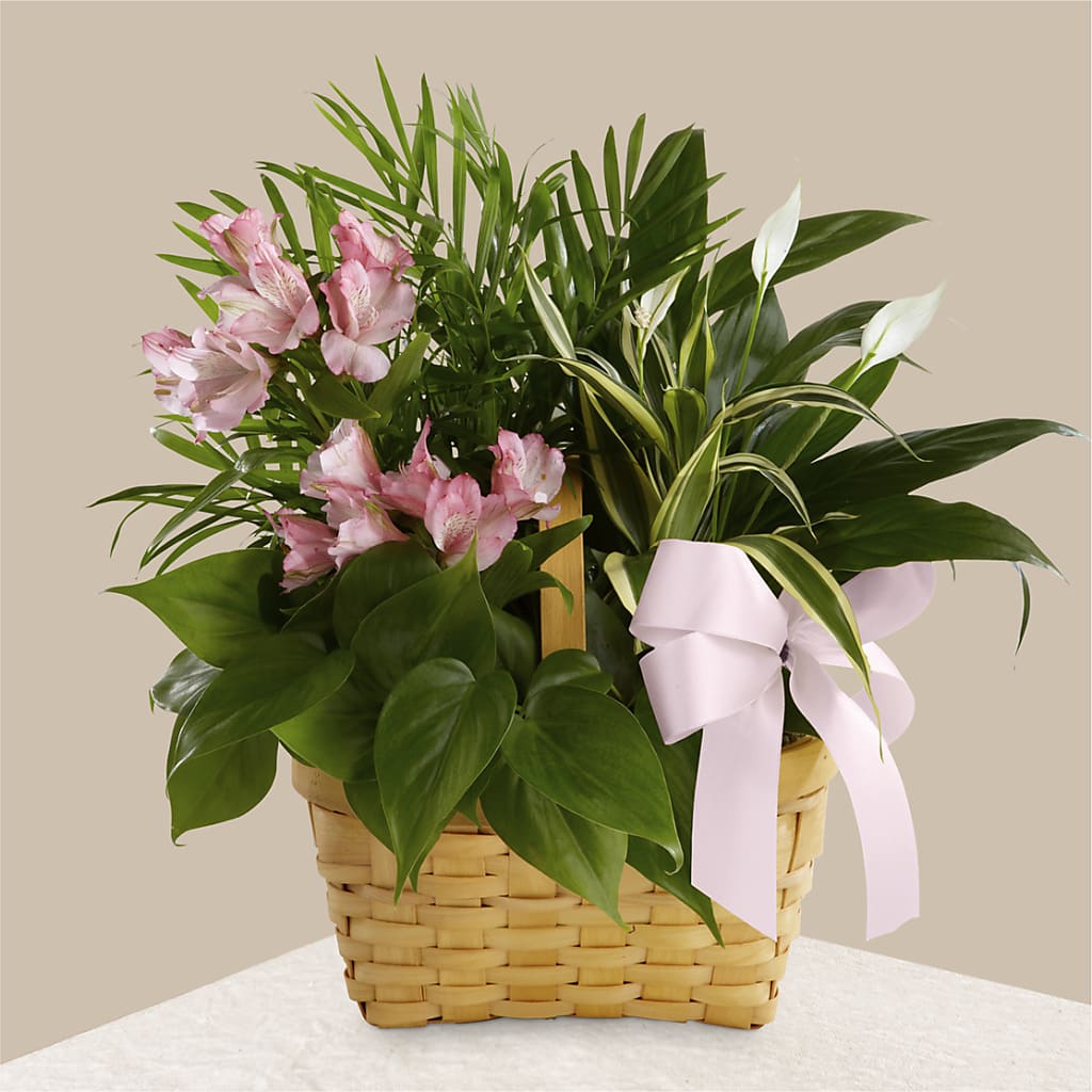 Living Spirit Dishgarden – Kay Penny Florist, Hamilton ON