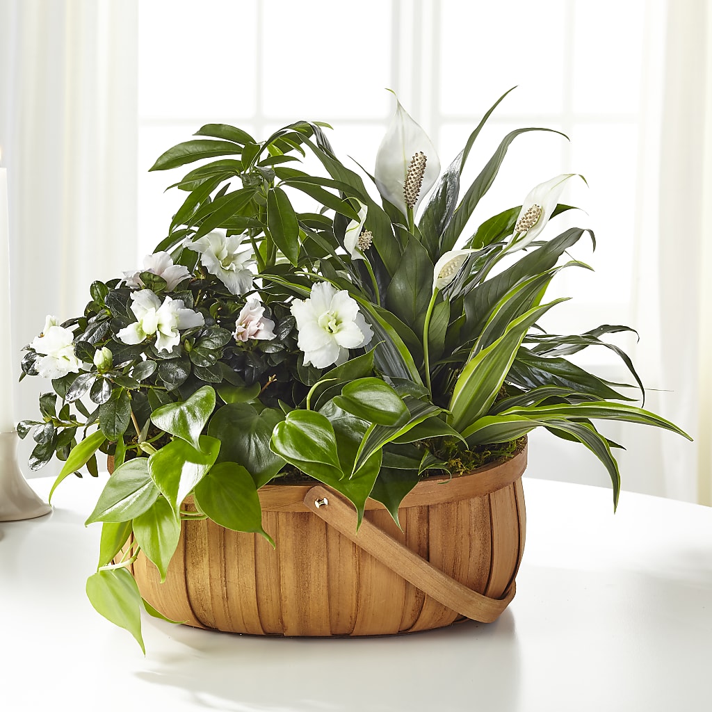 Serene Dishgarden – Kay Penny Florist, Hamilton ON