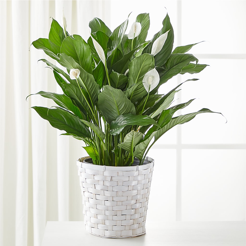 A New Leaf Peace Lily – Kay Penny Florist, Hamilton ON