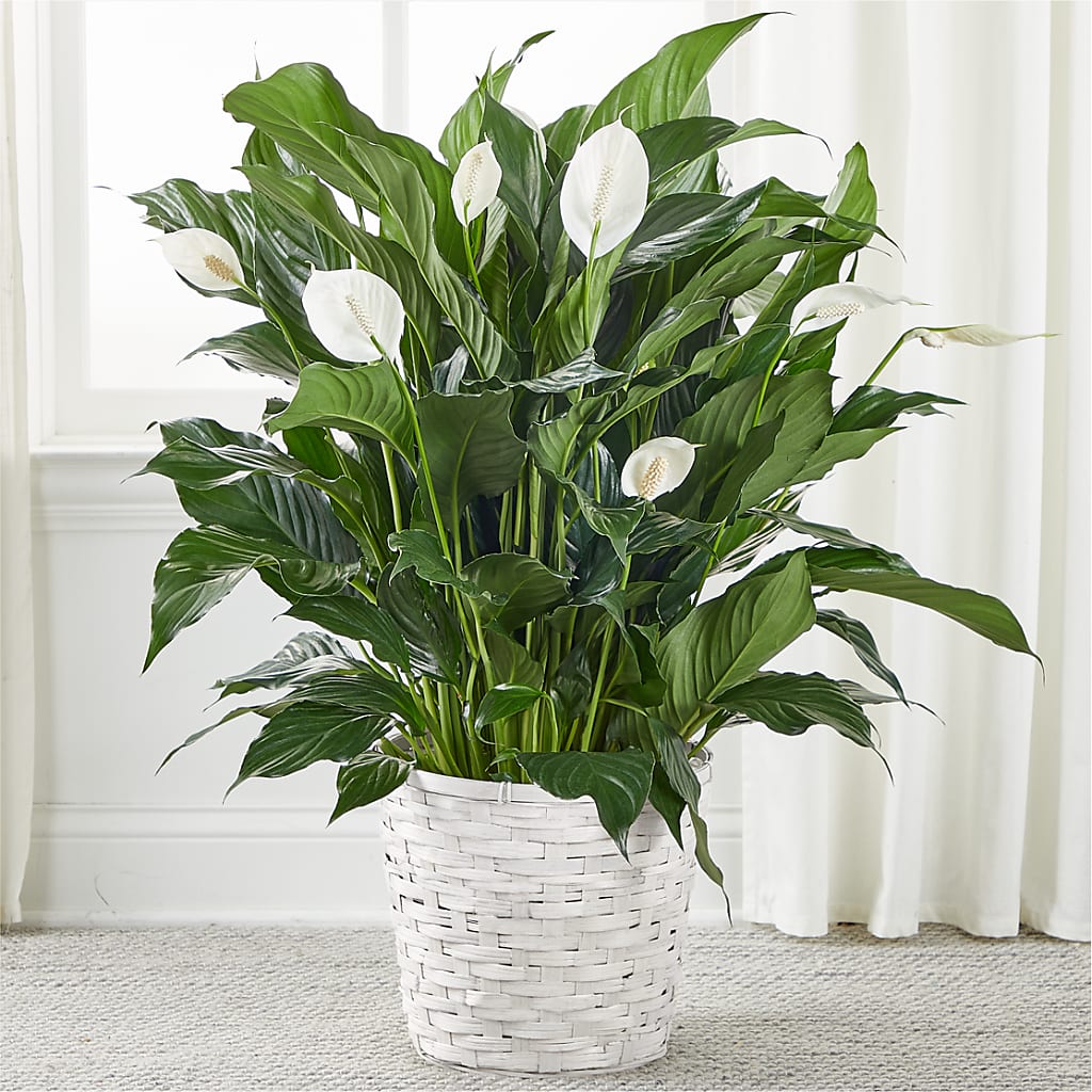A New Leaf Peace Lily – Kay Penny Florist, Hamilton ON