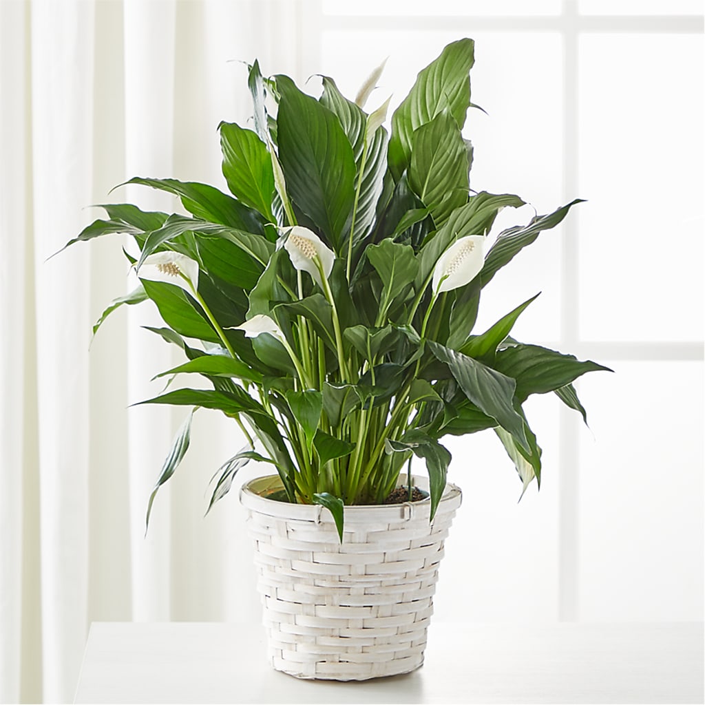 A New Leaf Peace Lily – Kay Penny Florist, Hamilton ON
