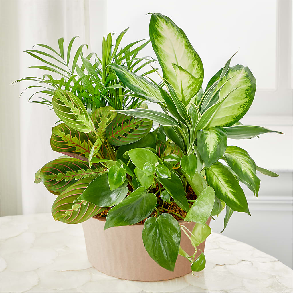 Balance & Harmony Dishgarden – Kay Penny Florist, Hamilton ON