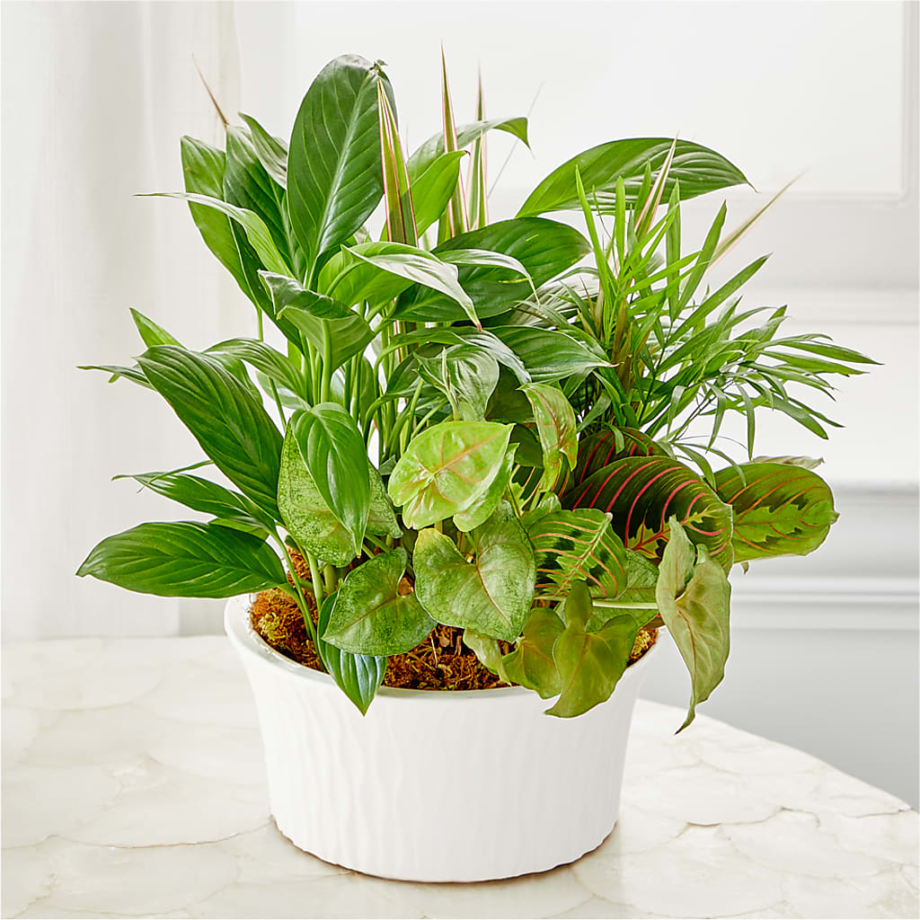 Balance & Harmony Dishgarden – Kay Penny Florist, Hamilton ON