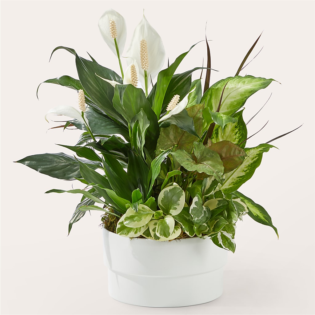 Radiating Positivity Dishgarden – Kay Penny Florist, Hamilton ON