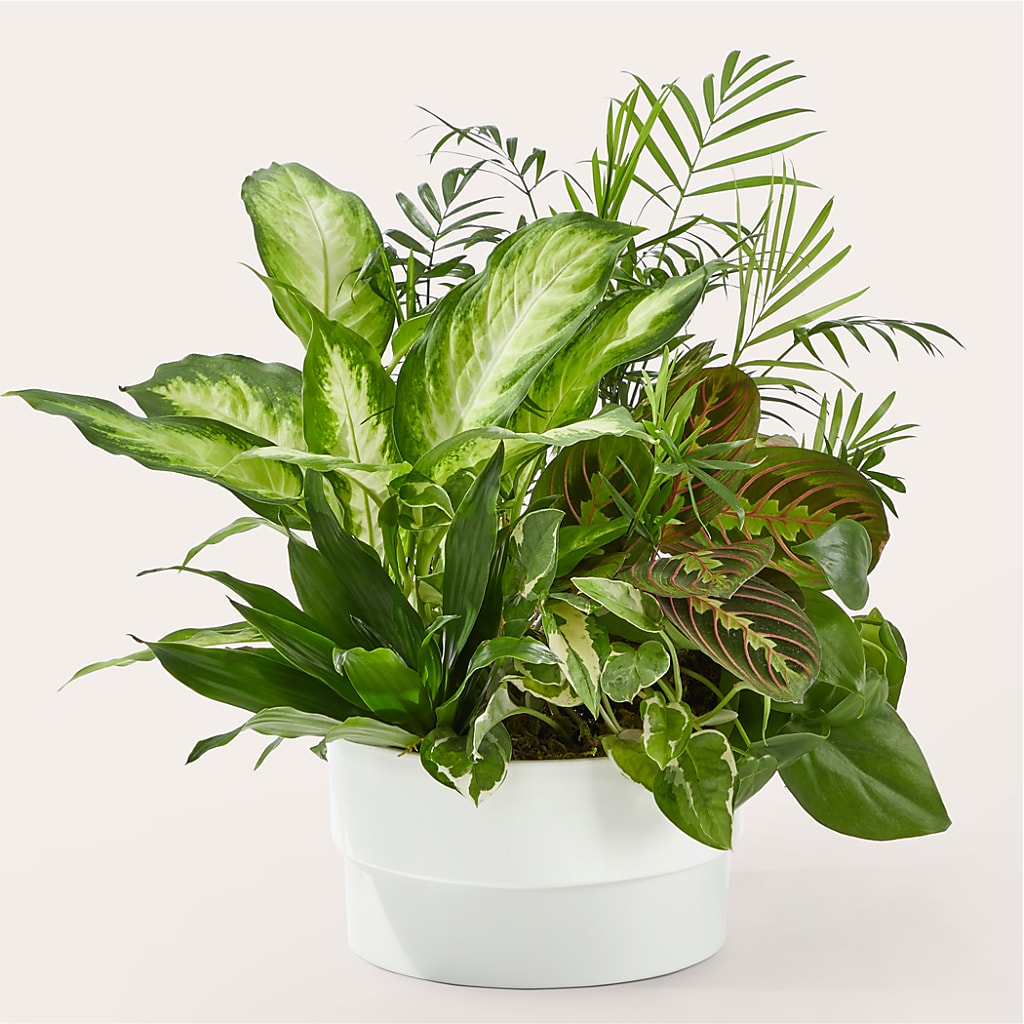 Radiating Positivity Dishgarden – Kay Penny Florist, Hamilton ON