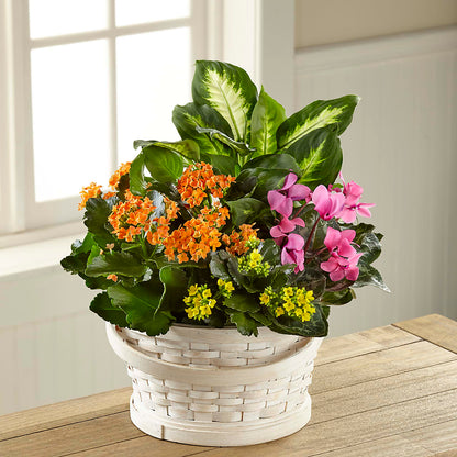 Color Crush Dishgarden –  Kay Penny Florist, Hamilton ON