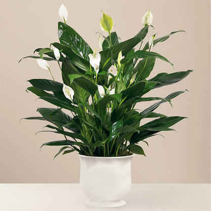 Comfort Planter –  Kay Penny Florist, Hamilton ON