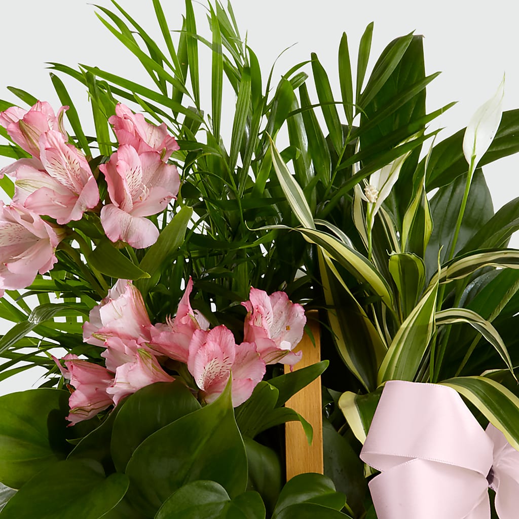Living Spirit Dishgarden –  Kay Penny Florist, Hamilton ON