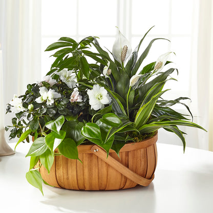 Serene Dishgarden –  Kay Penny Florist, Hamilton ON