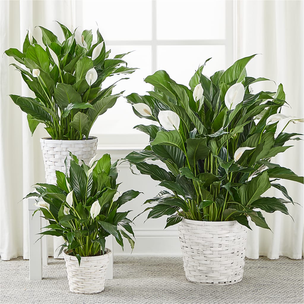 A New Leaf Peace Lily –  Kay Penny Florist, Hamilton ON