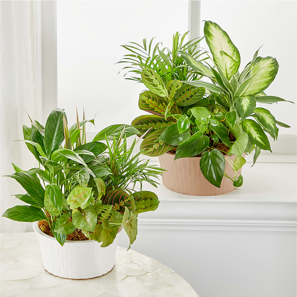 Balance & Harmony Dishgarden –  Kay Penny Florist, Hamilton ON